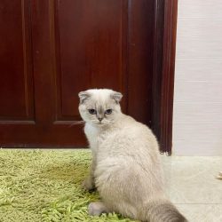 mèo