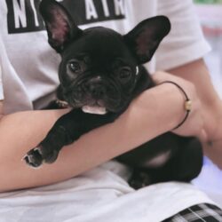 French Bull 01