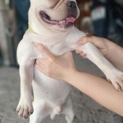 chó