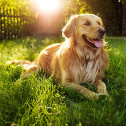 cho-golden