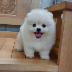 nhỏ