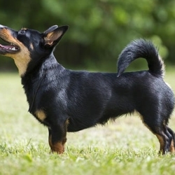 cho-Lancashire-Heeler
