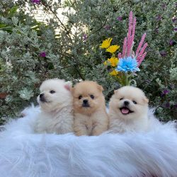 Pugpy_House_thu_cung_ben_tre
