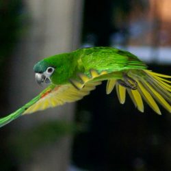 Hahn-Mini-Macaw-4