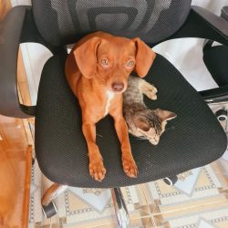 FB_IMG_1635993701740