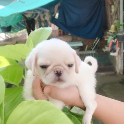 Pugpy_house_thu_cung_ben_tre