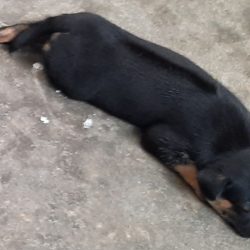 Ảnh của em chó cái