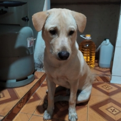 milo 1