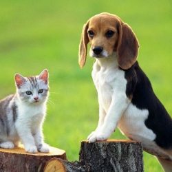 15-điều-cần-biết-trước-khi-nhận-nuôi-chó-mèo-về-nhà-Pet-Nha-Trang
