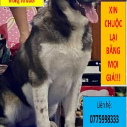 Hắc ky