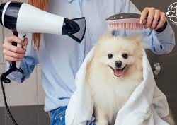 làm đẹp thú cưng