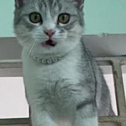 BUBU